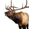 Elk Antler Chew by K-9 Antler Co. Natural Dog Chew Whole & Split Sizes-5