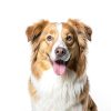 Blue Buffalo Dental Bones Small Natural Dental Chew Dog Treats Bag Value Pack-2