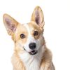 SmartBones Smart Kabobz Dog Chew Treats 18 Count Chicken Pork Duck-7